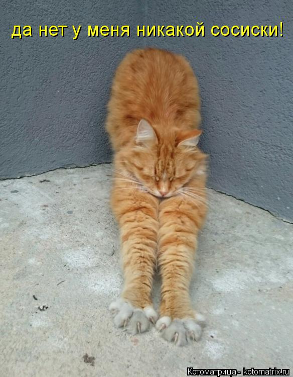 да нет у меня никакой сосиски!... Котоматрица: да нет у меня никакой сосиски!