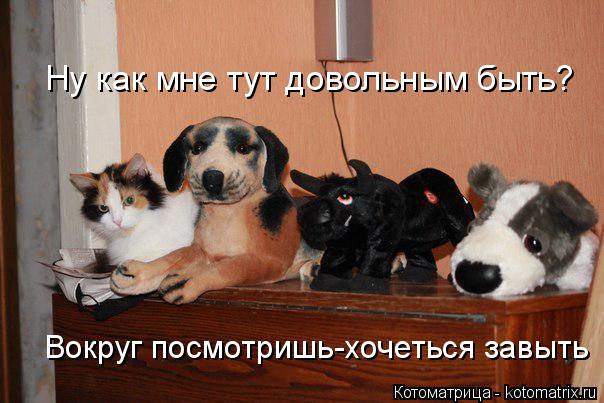 Котоматрица: Ну как мне тут довольным быть? Вокруг посмотришь-хочеться завыть