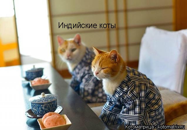 Индийские коты... Котоматрица: Индийские коты