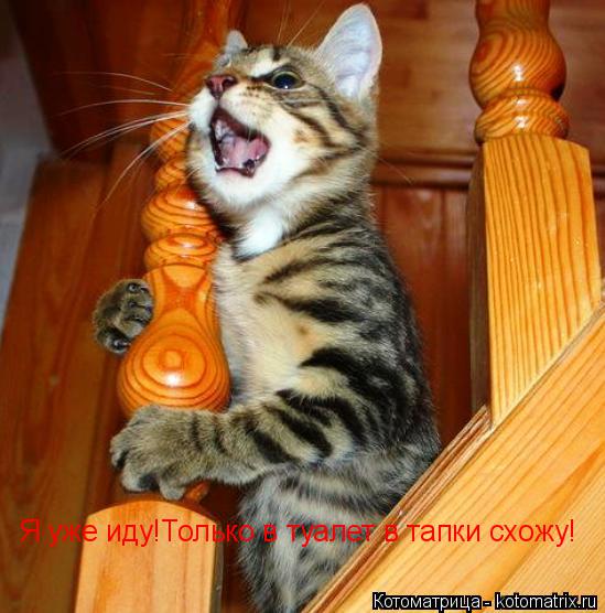 Я уже иду!Только в туалет в тапки схожу!... Котоматрица: Я уже иду!Только в туалет в тапки схожу!