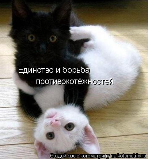 противокотёжностей Единство и борьба... Котоматрица: противокотёжностей Единство и борьба