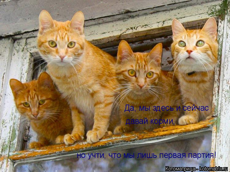 Да, мы здесь и сейчас давай корми, но учти, что мы лишь первая партия!... Котоматрица: Да, мы здесь и сейчас давай корми, но учти, что мы лишь первая партия!