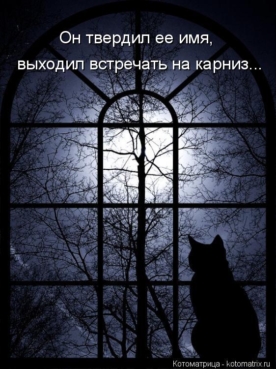 Котоматрица: выходил встречать на карниз... Он твердил ее имя,