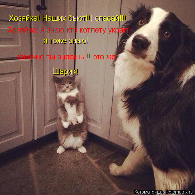 Хозяйка! Наших бьют!!! спасай!!! Хозяйка! я знаю кто котлету украл! я тоже знаю! конечно ты знаешь!!!... Котоматрица: Хозяйка! Наших бьют!!! спасай!!! Хозяйка! я знаю кто котлету украл! я тоже знаю! конечно ты знаешь!!! это же... Шарик!