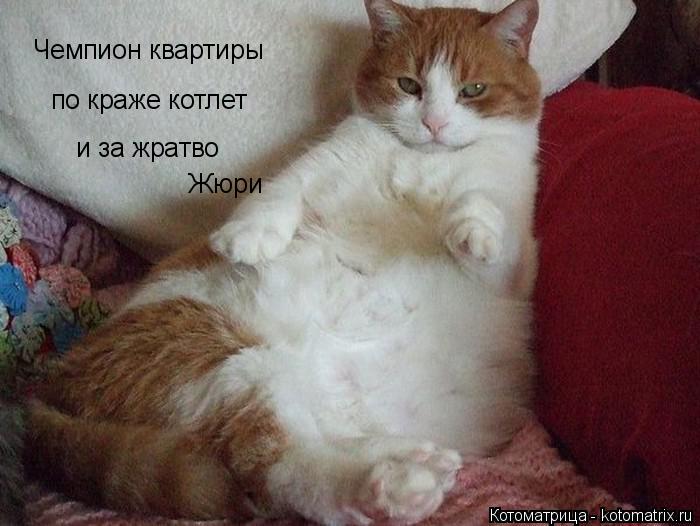 Чемпион квартиры по краже котлет и за жратво Жюри... Котоматрица: Чемпион квартиры по краже котлет и за жратво Жюри