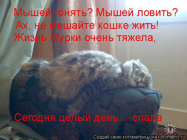 Котоматрица: Мышей гонять? Мышей ловить? Ах, не мешайте кошке жить! Жизнь Мурки очень тяжела, Сегодня целый день….спала