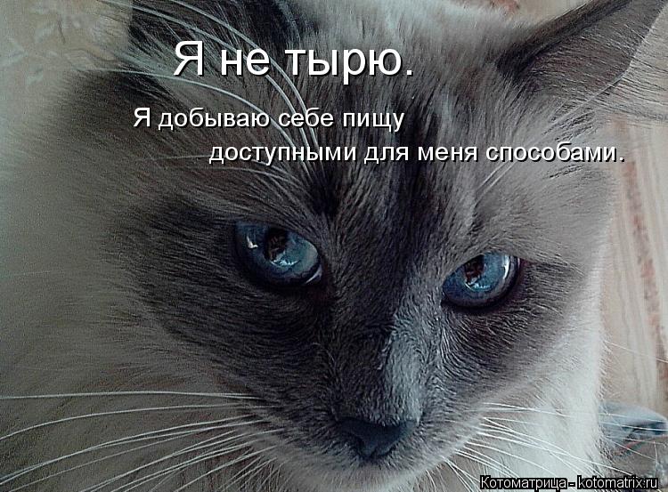 Котоматрица: Я не тырю. Я добываю себе пищу доступными для меня способами.