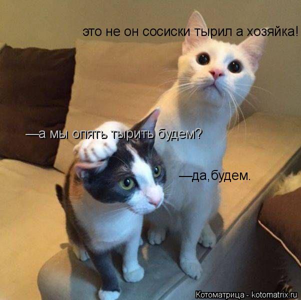 Котоматрица: —а мы опять тырить будем?   это не он сосиски тырил а хозяйка! —да,будем.