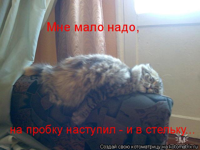 Котоматрица: Мне мало надо, на пробку наступил - и в стельку...
