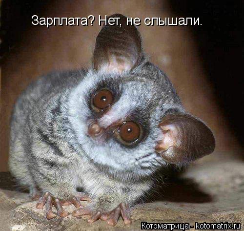 Котоматрица: Зарплата? Нет, не слышали.