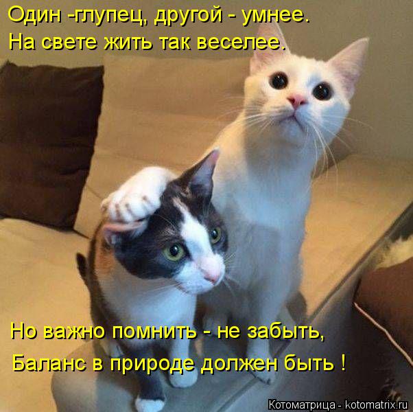 Котоматрица: Один -глупец, другой - умнее. На свете жить так веселее. Но важно помнить - не забыть, Баланс в природе должен быть !
