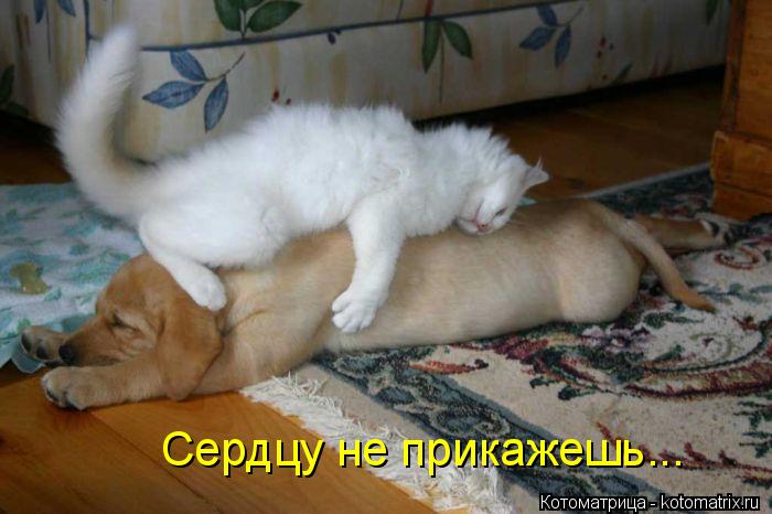 Котоматрица: Сердцу не прикажешь...