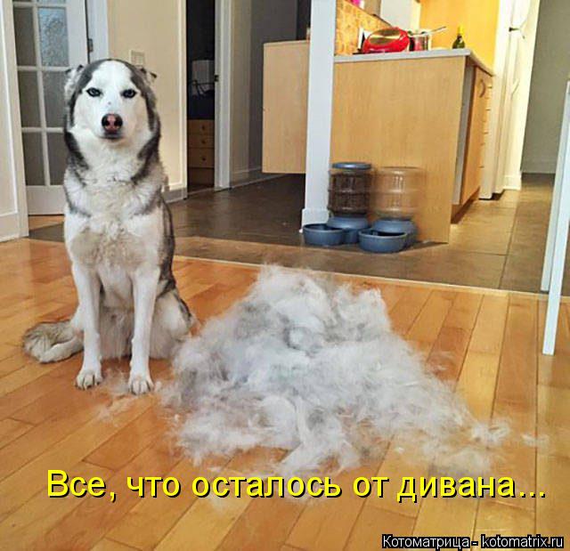 Котоматрица: Все, что осталось от дивана...