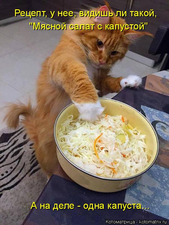 Котоматрица: Рецепт, у нее, видишь ли такой, "Мясной салат с капустой" А на деле - одна капуста...