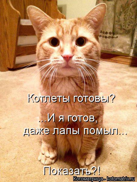Котоматрица: Котлеты готовы? ...И я готов, даже лапы помыл...  Показать?!