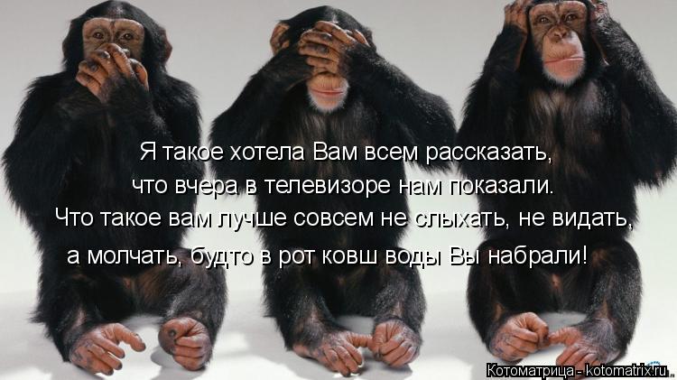 Котоматрица: Я такое хотела Вам всем рассказать, что вчера в телевизоре нам показали. Что такое вам лучше совсем не слыхать, не видать, а молчать, будто в 