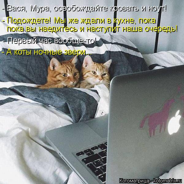 Котоматрица: - Вася, Мура, освобождайте кровать и ноут! - Подождете! Мы же ждали в кухне, пока пока вы наедитесь и наступит наша очередь! - Первый час вообще-