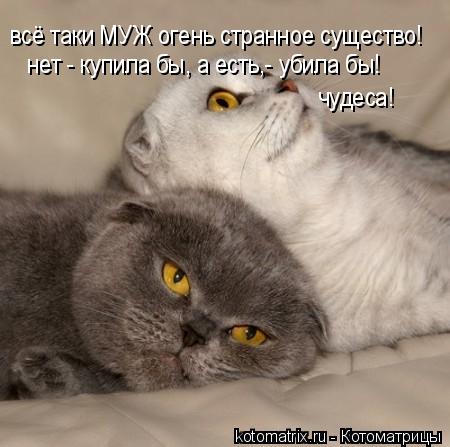 Котоматрица: всё таки МУЖ огень странное существо! нет - купила бы, а есть,- убила бы! чудеса!