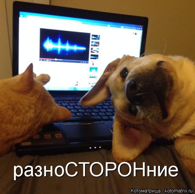 Котоматрица: разноСТОРОНние