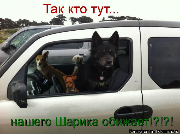 Котоматрица: Так кто тут... нашего Шарика обижает!?!?!