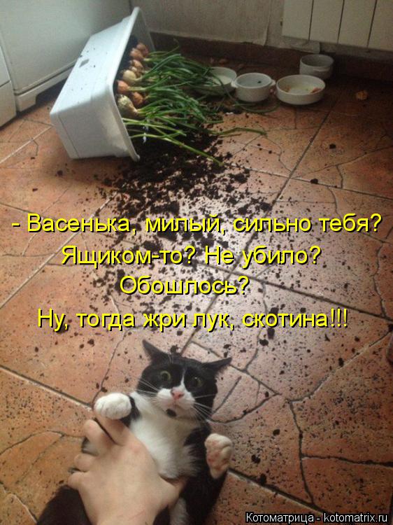 Котоматрица: - Васенька, милый, сильно тебя?  Ящиком-то? Не убило? Обошлось?  Ну, тогда жри лук, скотина!!!