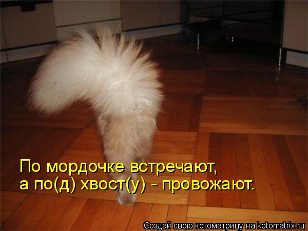 Котоматрица: По мордочке встречают, а по(д) хвост(у) - провожают.