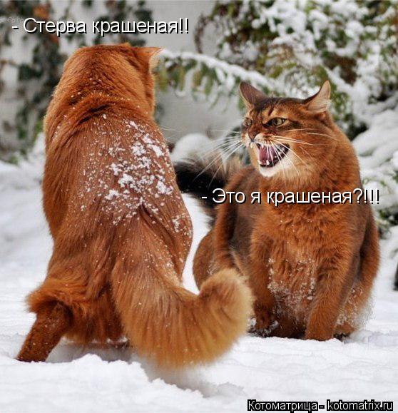 Котоматрица: - Стерва крашеная!! - Это я крашеная?!!!