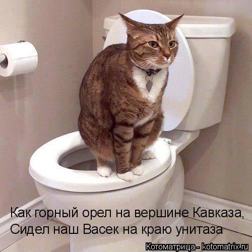 Как горный орел на вершине Кавказа, Сидел наш Васек на краю унитаза... Котоматрица: Как горный орел на вершине Кавказа, Сидел наш Васек на краю унитаза