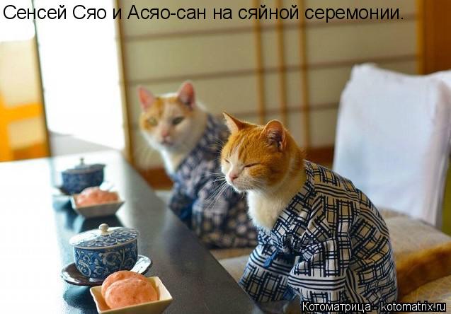 Сенсей Сяо и Асяо-сан на сяйной серемонии.... Котоматрица: Сенсей Сяо и Асяо-сан на сяйной серемонии.