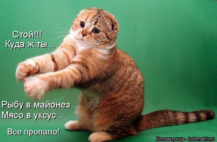 Котоматрица: Куда ж ты .. Стой!!! Рыбу в майонез .. Мясо в уксус .. Все пропало!