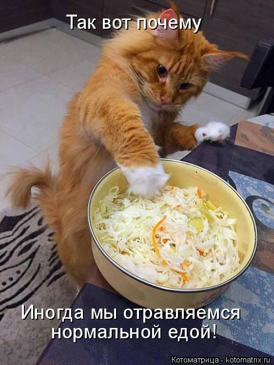 Так вот почему Иногда мы отравляемся нормальной едой!... Котоматрица: Так вот почему Иногда мы отравляемся нормальной едой!