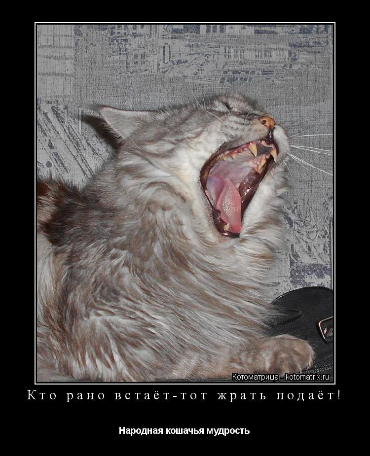 Кто рано встаёт-тот жрать подаёт! Народная кошачья мудрость... Котоматрица: Кто рано встаёт-тот жрать подаёт! Народная кошачья мудрость