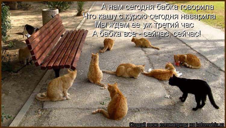 Котоматрица: А нам сегодня бабка говорила Что кашу с курою сегодня наварила Мы ждем ее уж третий час А бабка все - сейчас, сейчас!