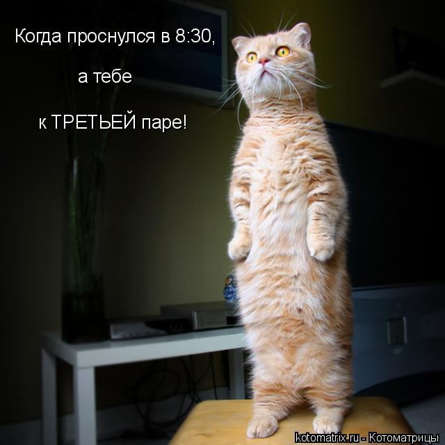 Котоматрица: Когда проснулся в 8:30, а тебе а тебе к ТРЕТЬЕЙ паре!