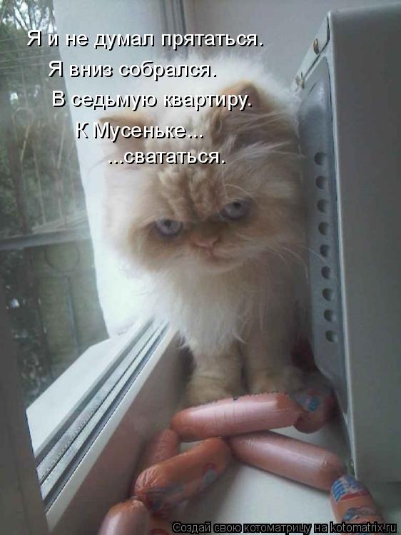 Котоматрица: Я и не думал прятаться. Я вниз собрался. В седьмую квартиру. К Мусеньке... ...свататься.