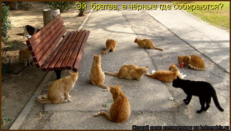 Котоматрица: -Эй, братва, а чёрные где собираются?