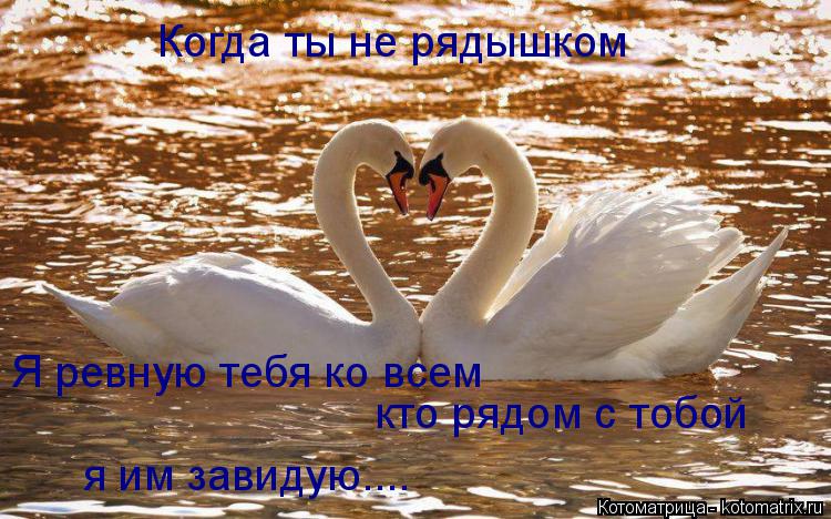 Котоматрица: Когда ты не рядышком Я ревную тебя ко всем кто рядом с тобой я им завидую....