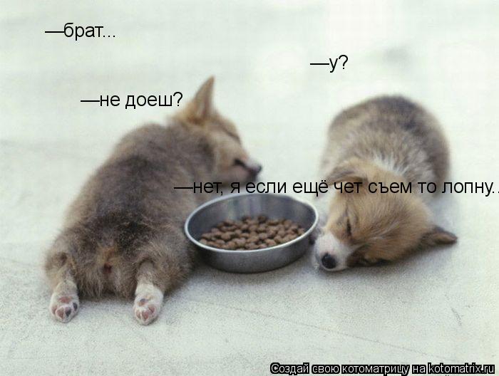 —брат... —у? —не доеш? —нет, я если ещё чет съем то лопну...... Котоматрица: —брат... —у? —не доеш? —нет, я если ещё чет съем то лопну...