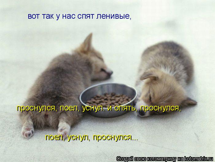 вот так у нас спят ленивые, проснулся, поел, уснул. и опять, проснулся, поел, уснул, проснулся...... Котоматрица: вот так у нас спят ленивые, проснулся, поел, уснул. и опять, проснулся, поел, уснул, проснулся...