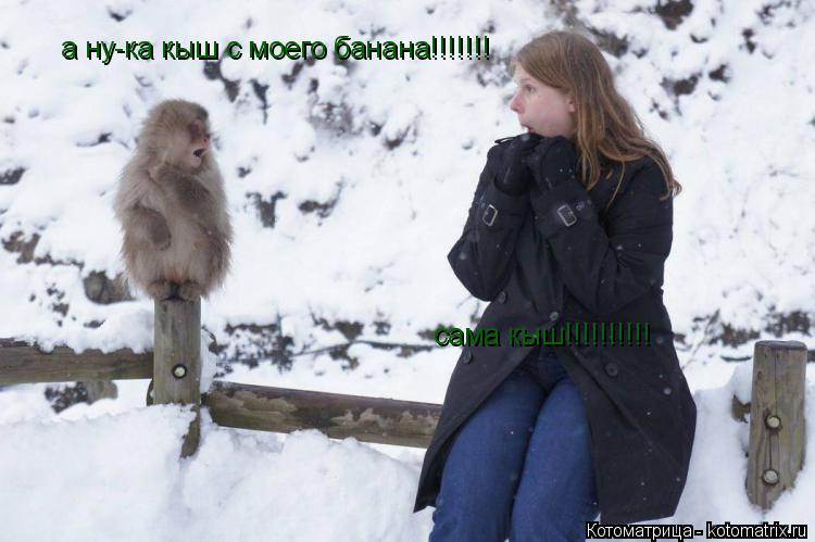 Котоматрица: а ну-ка кыш с моего банана!!!!!!! сама кыш!!!!!!!!!!