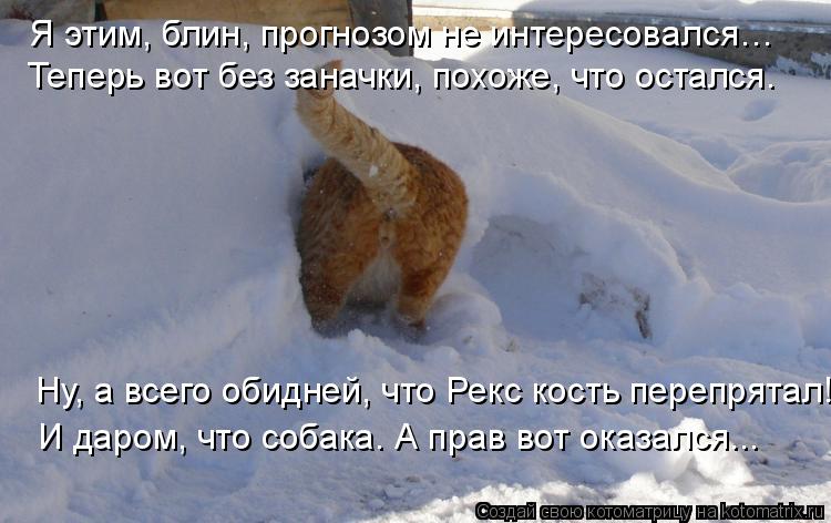 Котоматрица: Я этим, блин, прогнозом не интересовался… Теперь вот без заначки, похоже, что остался. Ну, а всего обидней, что Рекс кость перепрятал! И даром