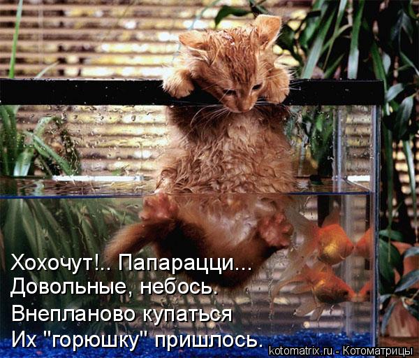 Котоматрица: Хохочут!.. Папарацци... Довольные, небось. Внепланово купаться Их "горюшку" пришлось.