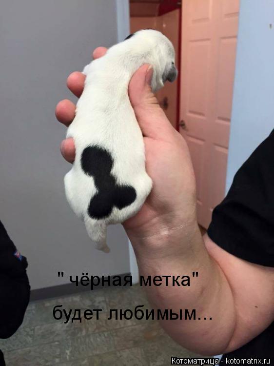 " чёрная метка" будет любимым...... Котоматрица: " чёрная метка" будет любимым...