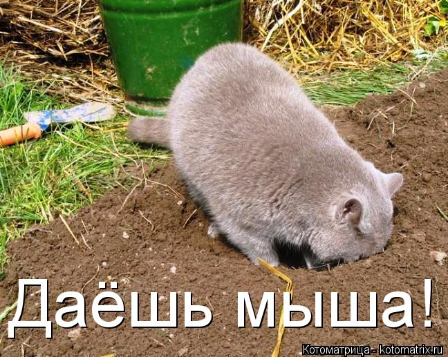 Котоматрица: Даёшь мыша!