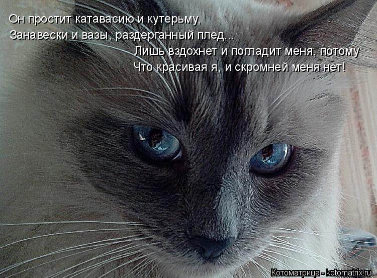 Котоматрица: Он простит катавасию и кутерьму, Занавески и вазы, раздерганный плед... Лишь вздохнет и погладит меня, потому Что красивая я, и скромней меня 