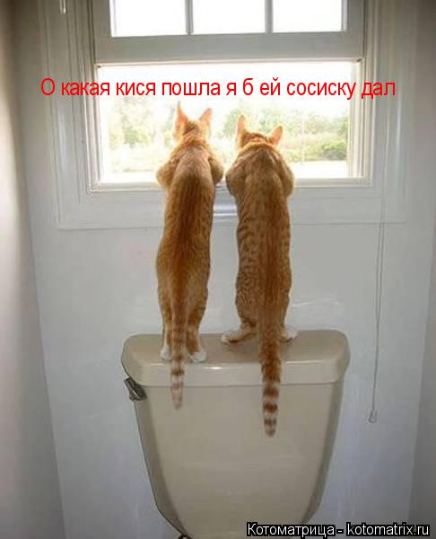 О какая кися пошла я б ей сосиску дал... Котоматрица: О какая кися пошла я б ей сосиску дал