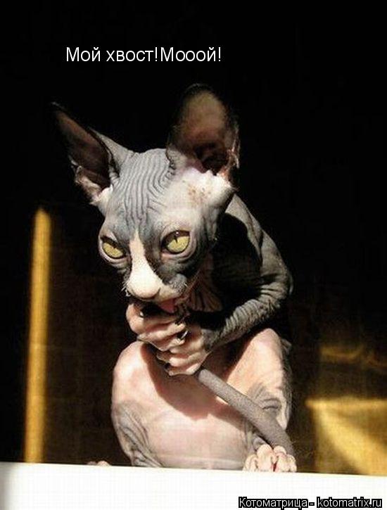Котоматрица: Мой хвост! Мой хвост!Мооой!
