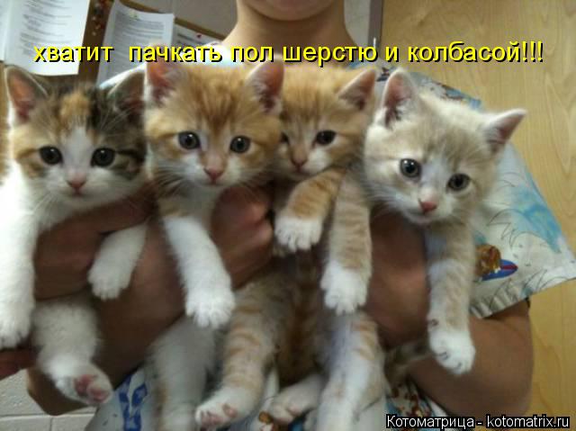 Котоматрица: хватит  пачкать пол шерстю и колбасой!!!