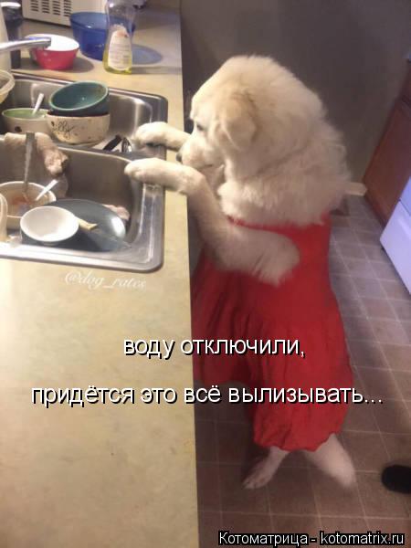 воду отключили, придётся это всё вылизывать...... Котоматрица: воду отключили, придётся это всё вылизывать...