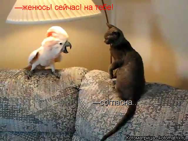 Котоматрица: —женюсь! сейчас! на тебе! —согласна...